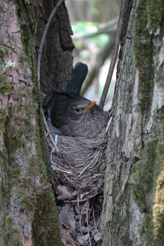 Дрізд чорний, Turdus merula