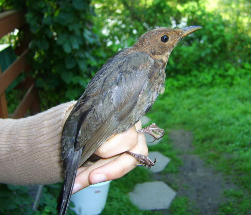 Blackbird, Turdus merula