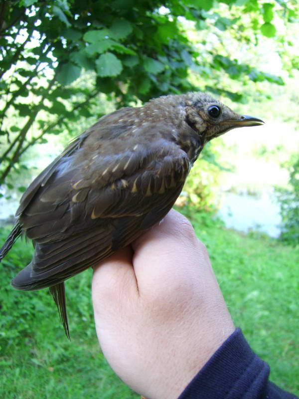 Blackbird, Turdus merula