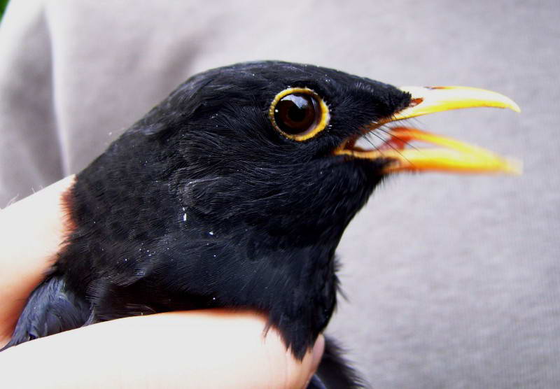 Дрізд чорний, Turdus merula