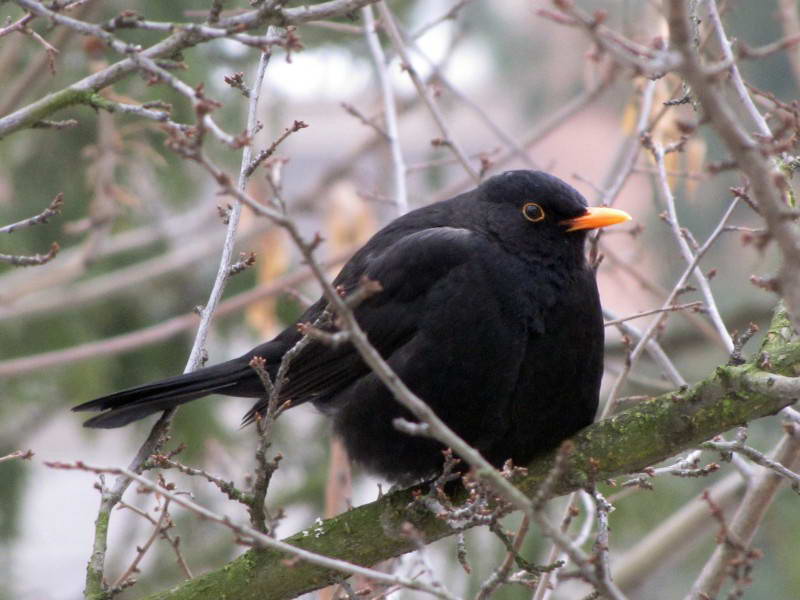 Blackbird, Turdus merula