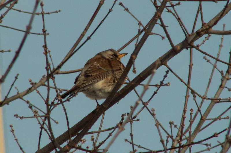 Чикотень, Turdus pilaris