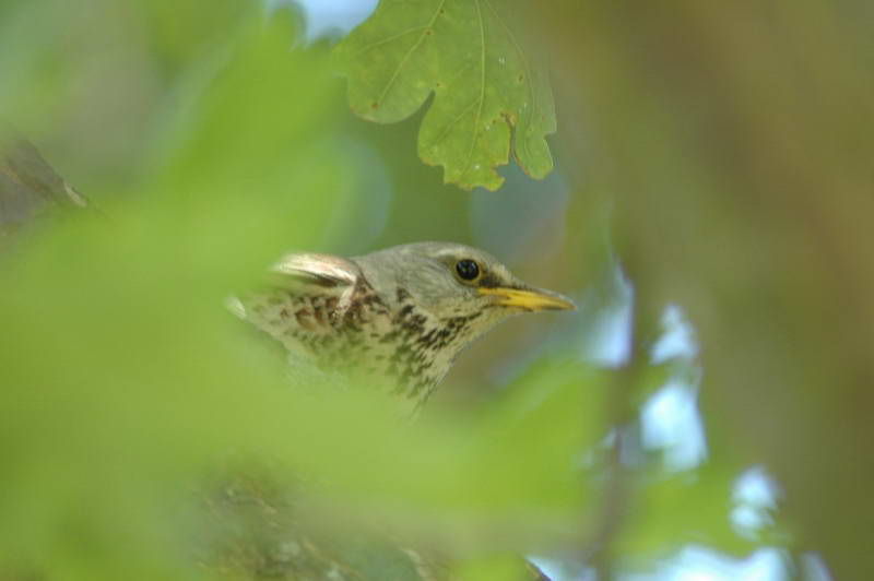 Чикотень, Turdus pilaris