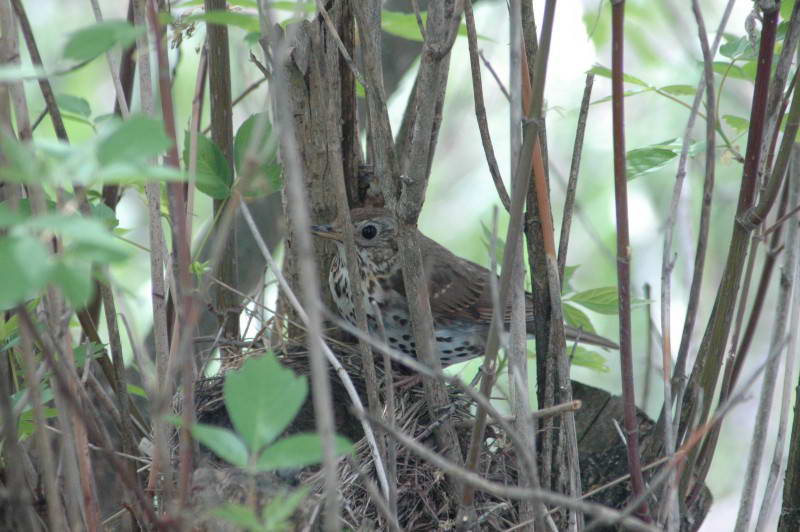 Певчий дрозд, Turdus philomelos