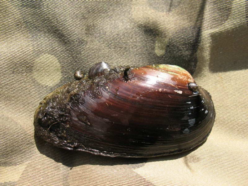 Painter's Mussel, Unio