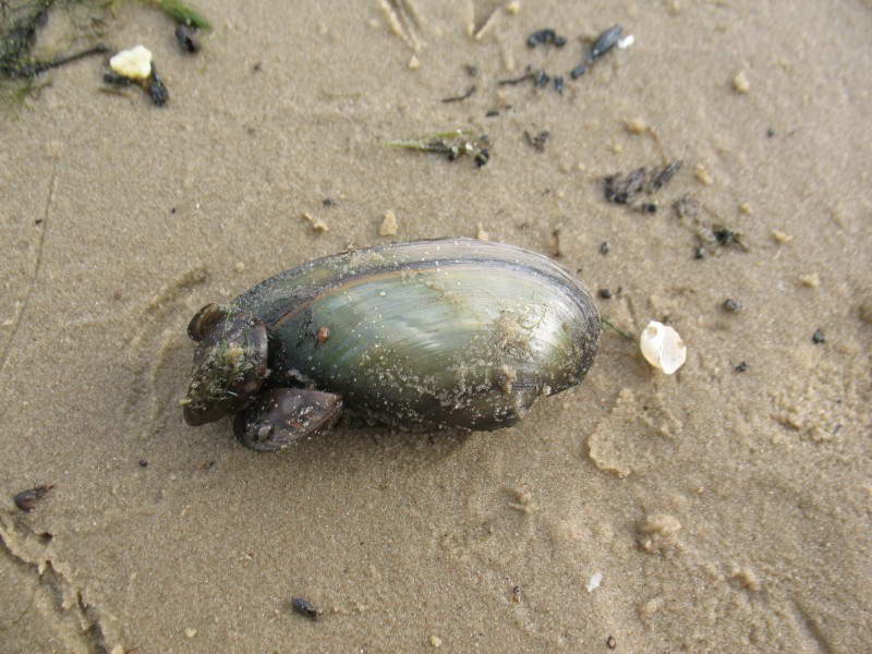 Painter's Mussel, Unio