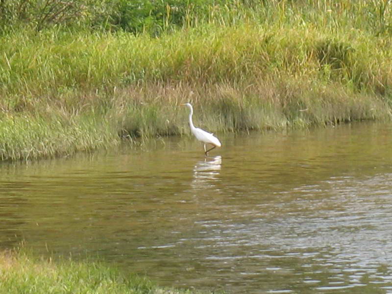 Great White Egret, Egretta alba
