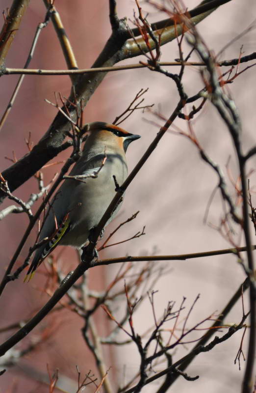 Bohemian Waxwing