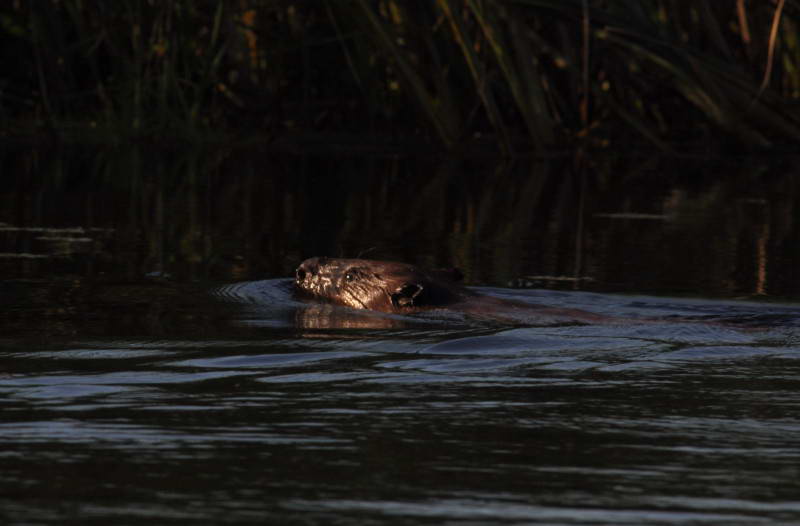 Beaver