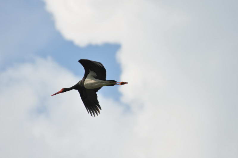 Чорний лелека, Ciconia nigra