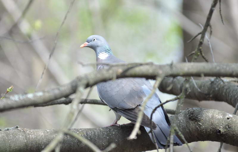 Припутень, Columba palumbus