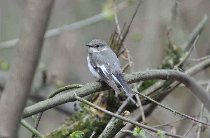 Collared Flycatcher