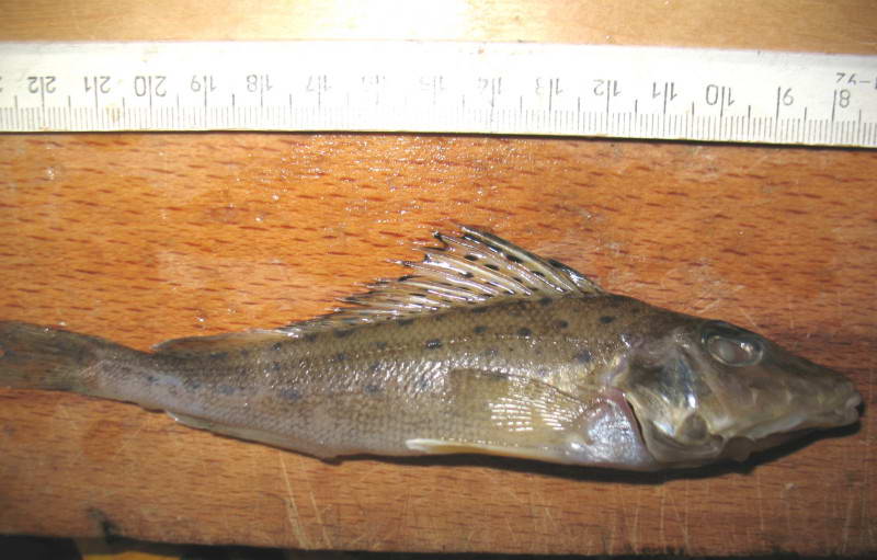 Donets Ruffe (Gymnocephalus acerina)