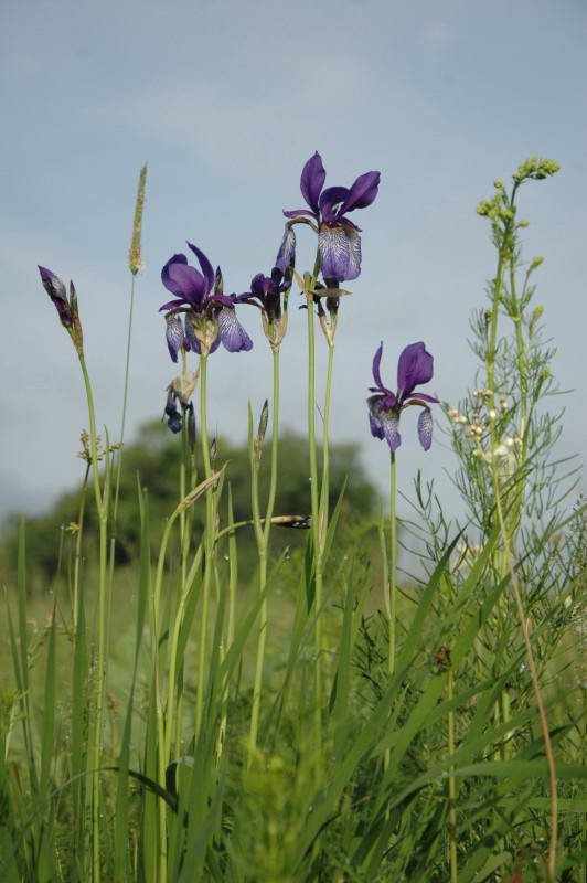 Siberian Iris, Iris sibirica