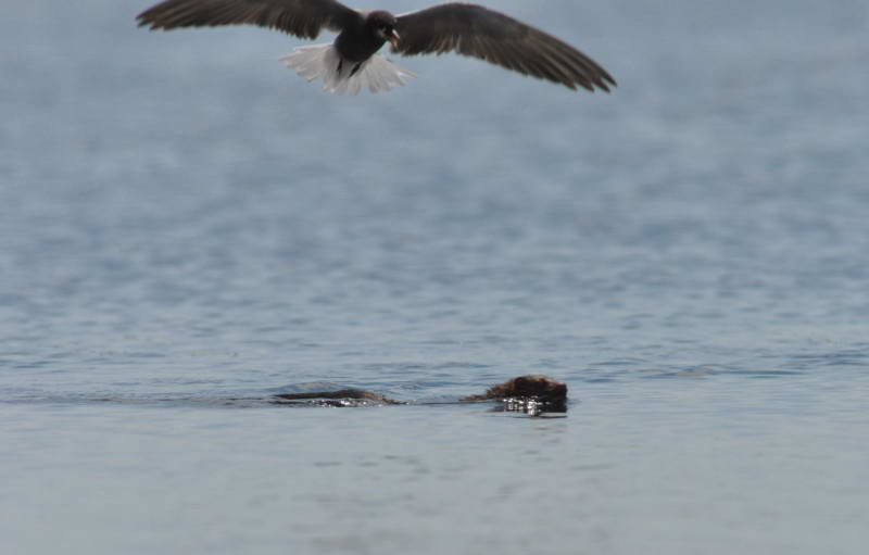 American Mink