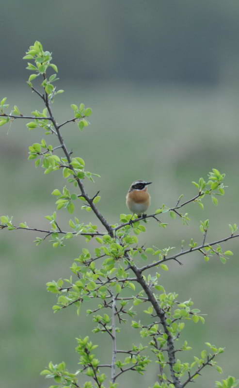 Saxicola rubetra