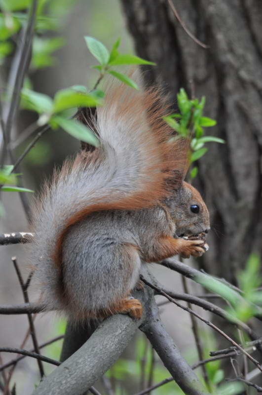 Вивірка (білка), Sciurus vulgaris