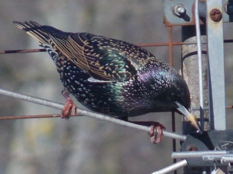 Starling (Sturnus vulgaris)