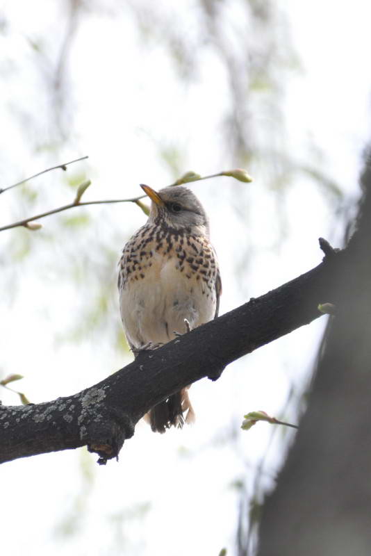 Fieldfare