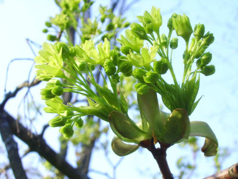 Acer platanoides