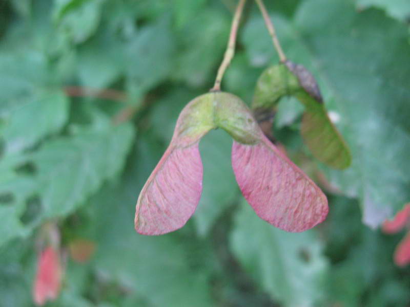 Acer tataricum