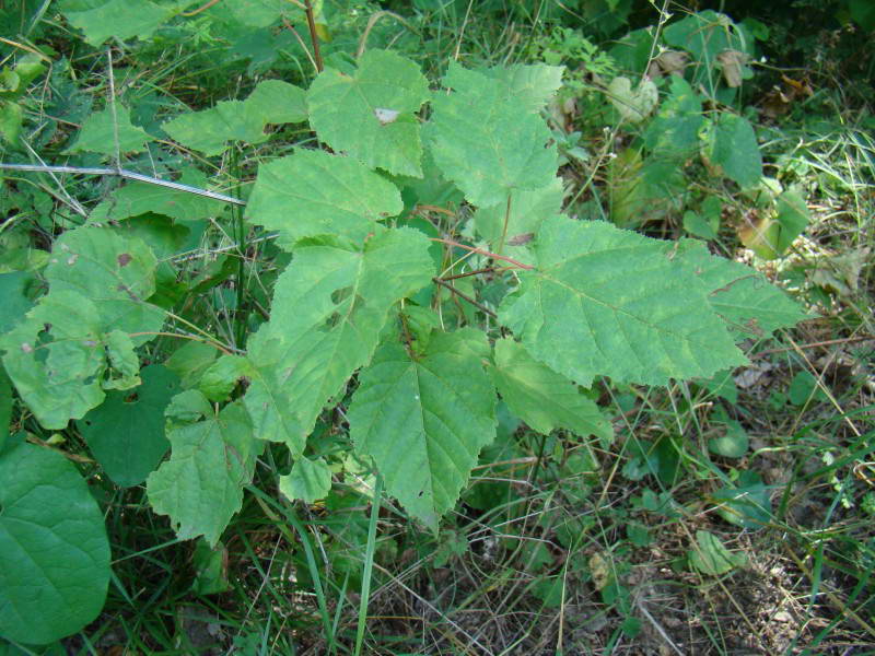 Acer tataricum