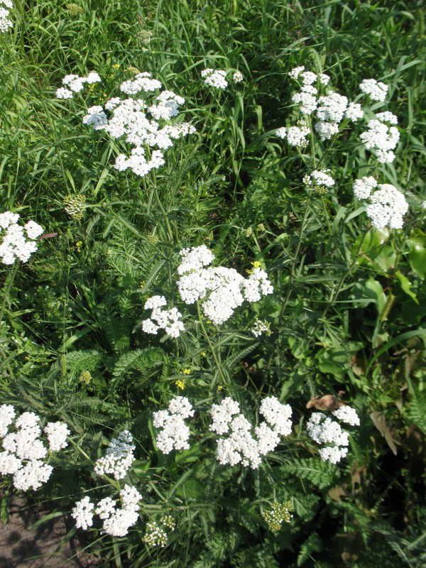 Achillea submillefolium