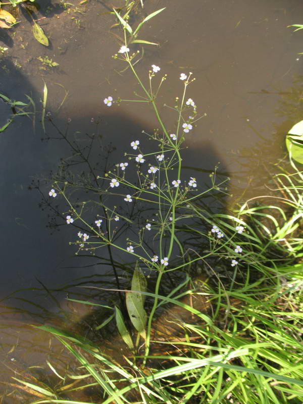 Alisma plantago-aquatica