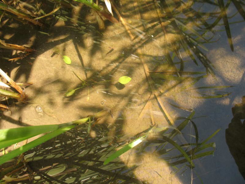 Alisma plantago-aquatica