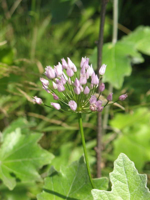 Allium angulosum