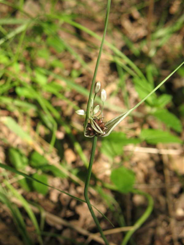 Allium oleraceum