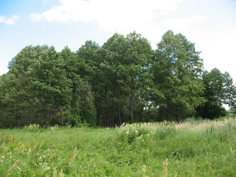 Alnus glutinosa