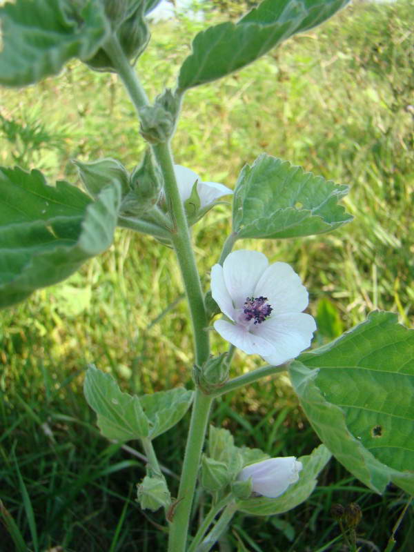 Althea officinalis