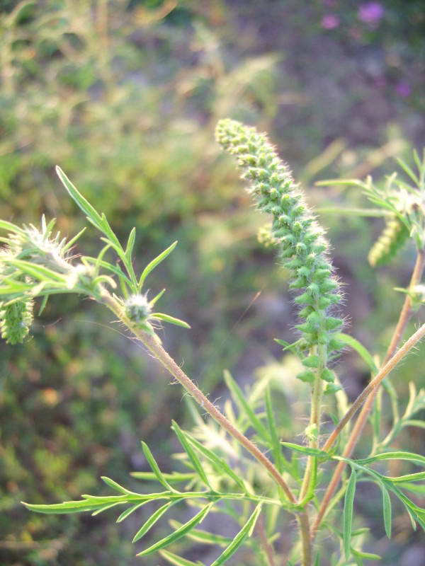 Ambrosia artemisifolia