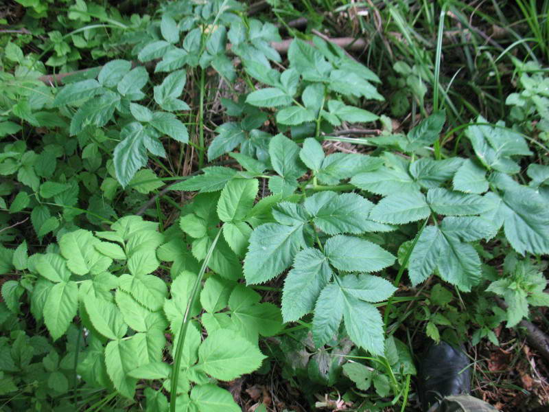 Angelica archangelica