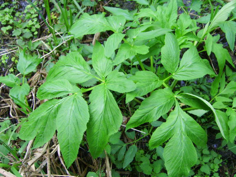 Angelica archangelica