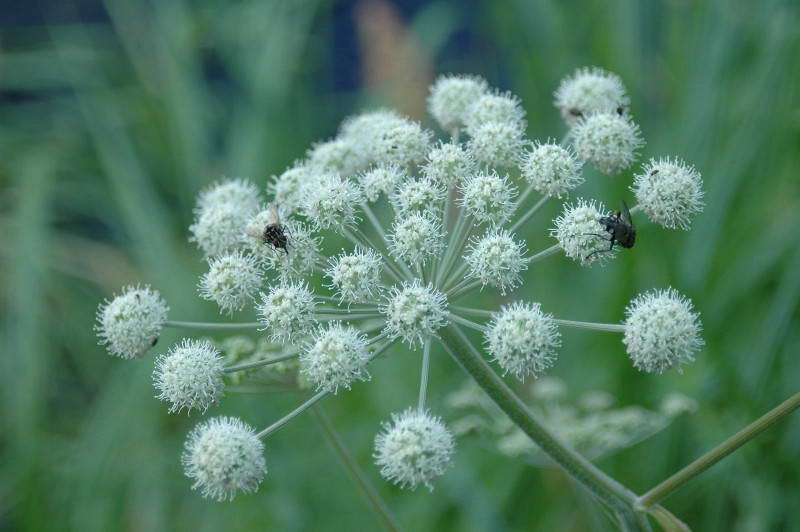 Angelica palustris