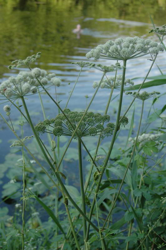 Angelica palustris