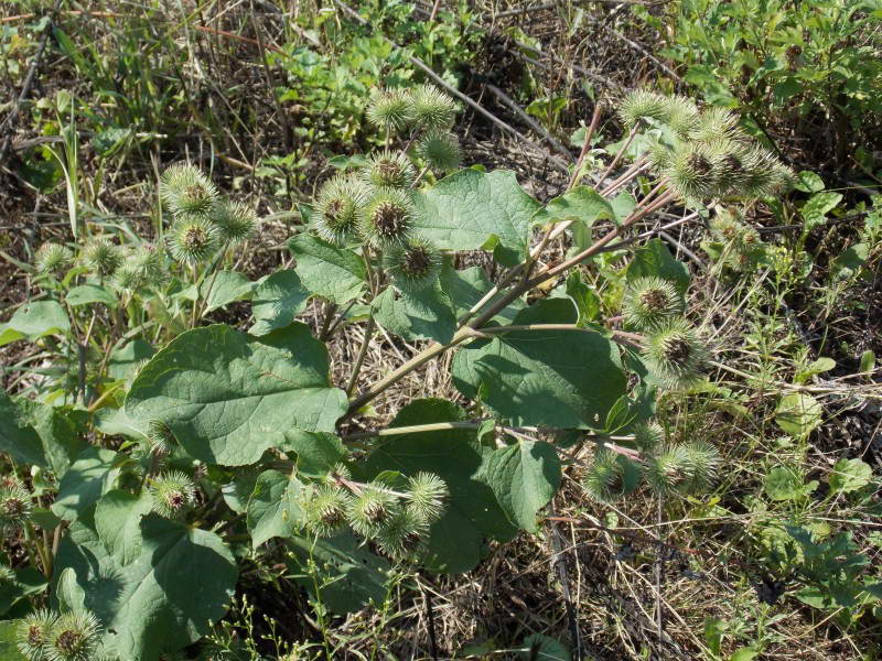 Arctium minus