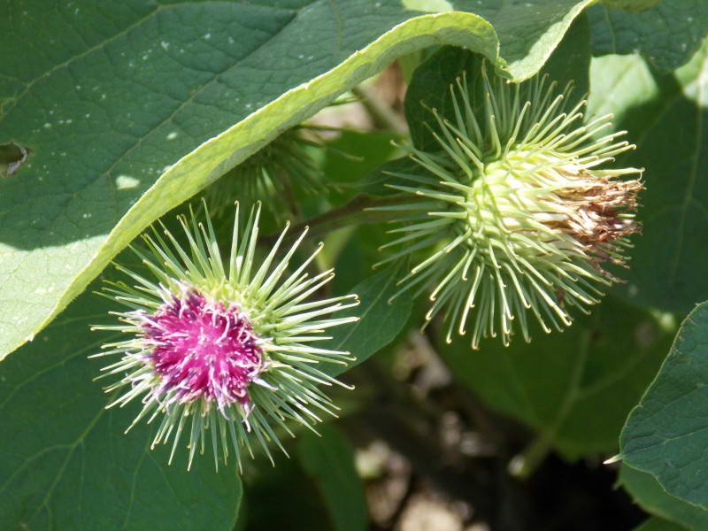 Arctium minus