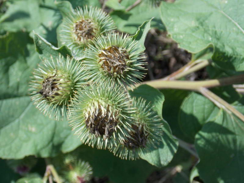 Arctium minus