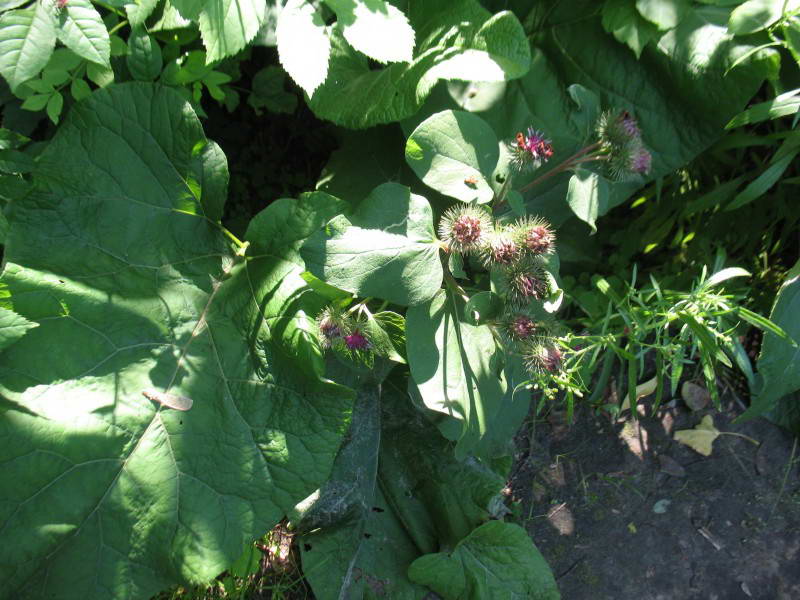 Arctium minus