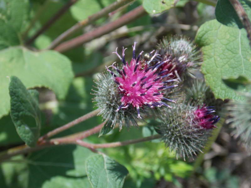 Arctium tomentosum