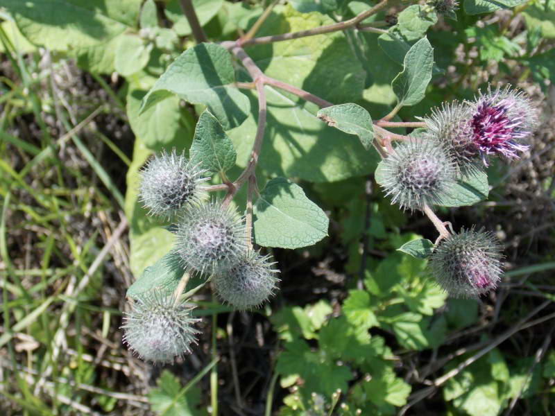 Arctium tomentosum