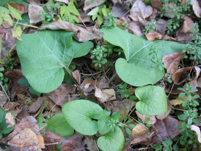 Arctium