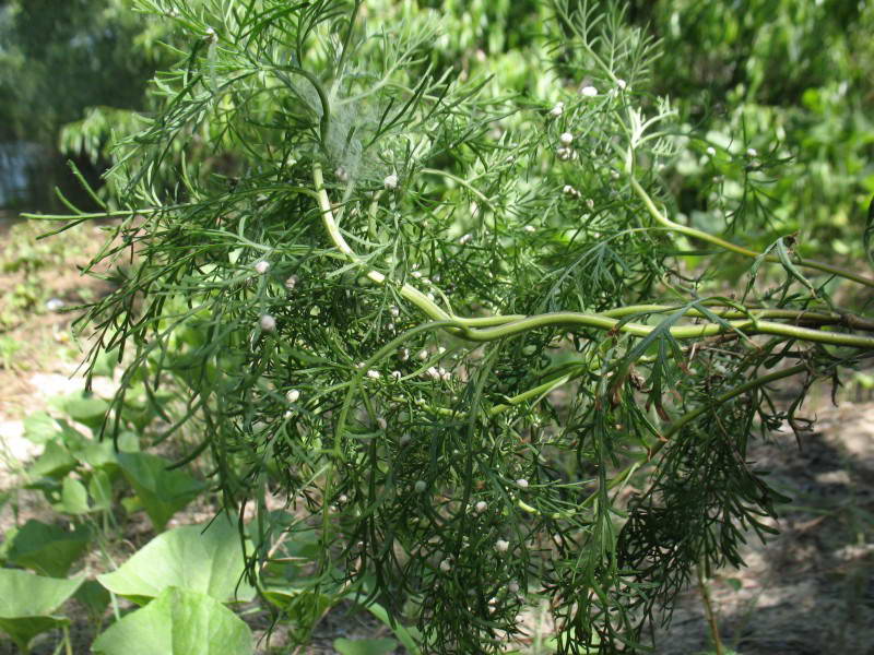 Artemisia abrotanum