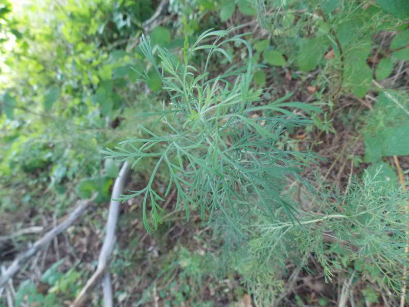 Artemisia abrotanum