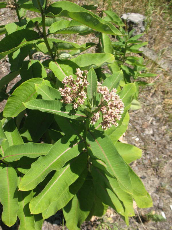 Asclepias syriaca