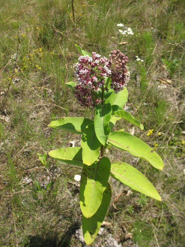 Asclepias syriaca