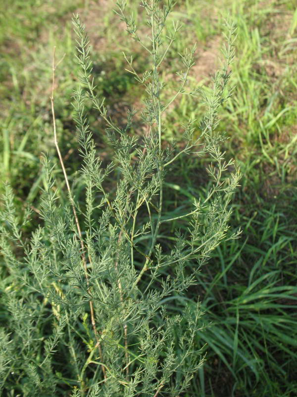 Asparagus officinalis